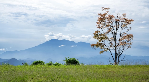 paisaje con árboles, montañas y nubes