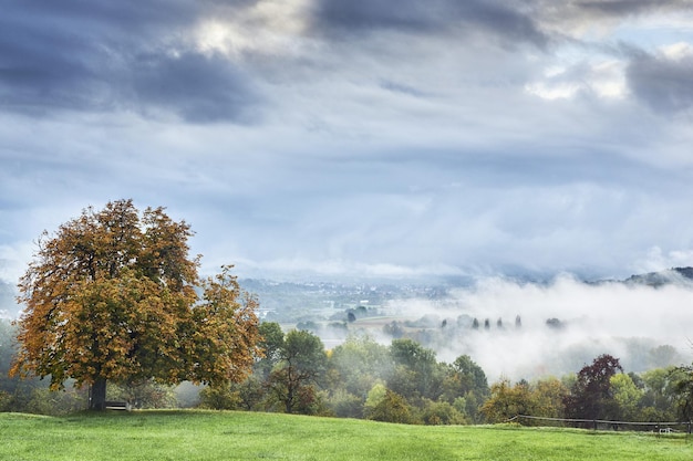 Paisaje con arboles y nubes