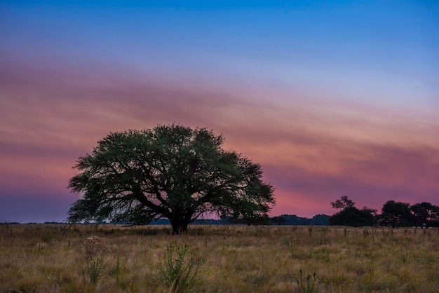 Paisaje de árboles pampeanos al atardecer Provincia de La Pampa Argentina