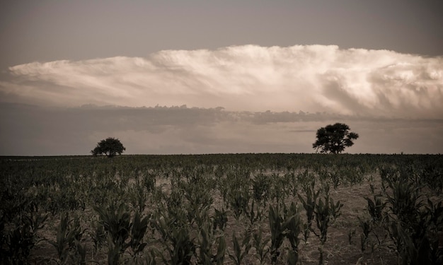 Paisaje de árboles pampeanos al atardecer Provincia de La Pampa Argentina