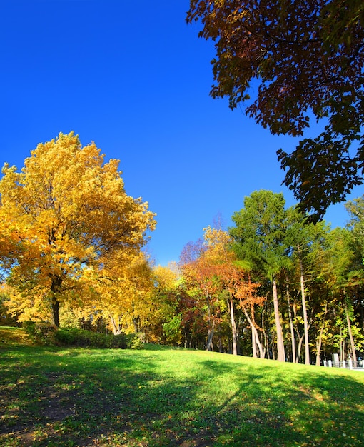 Paisaje con árboles en el parque de otoño