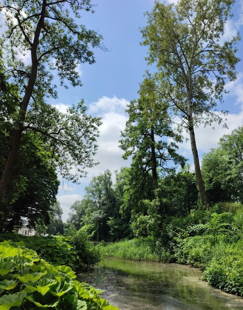 Paisaje de árboles en el parque.