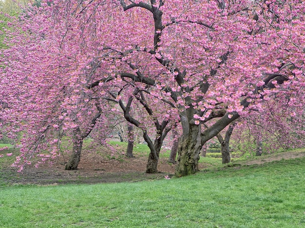 El paisaje de los árboles Sakura en la calle peatonal de otoño