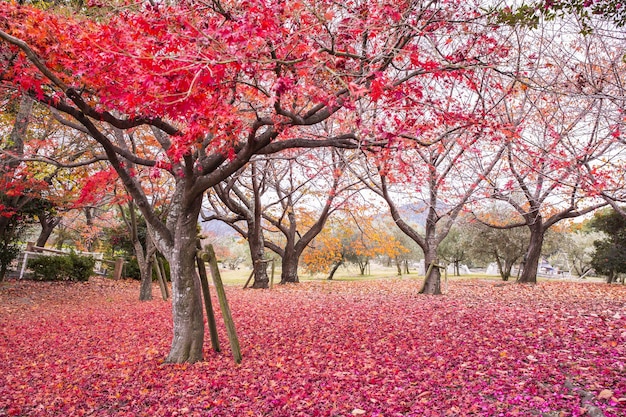 El paisaje de los árboles Sakura en la calle peatonal de otoño