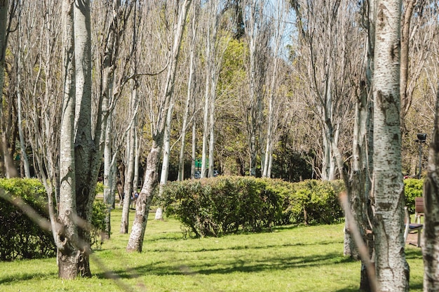 Paisaje de árboles secos por el cambio de estación en una plaza pública de Argentina