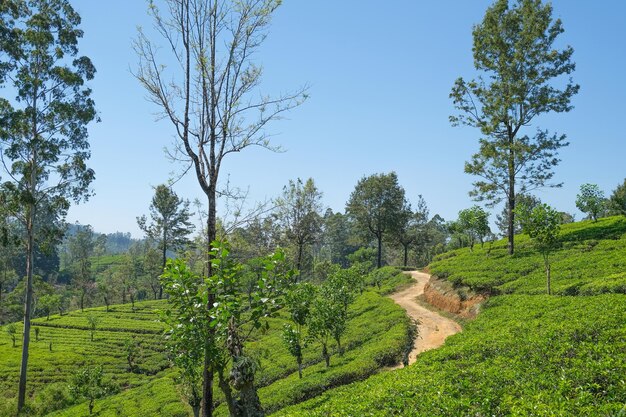 Paisaje con arbustos de té en la plantación en Ceilán Sri Lanka