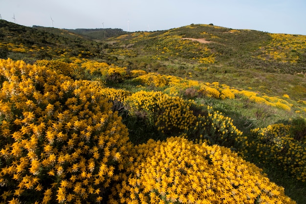 Foto paisaje con arbustos ulex densus.