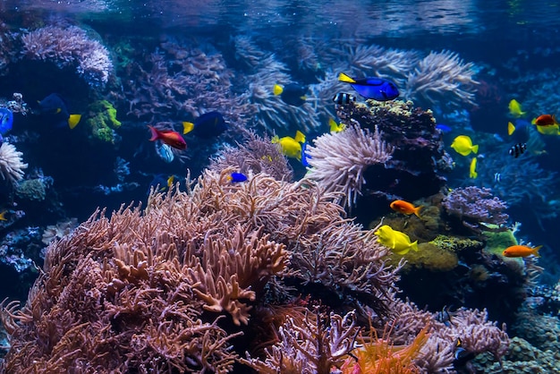 paisaje de arrecifes de coral submarinos con coloridos peces y vida marina