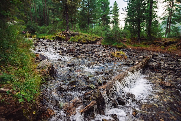 Paisaje con arroyo de montaña en el bosque