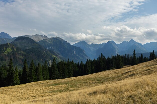 Paisaje de arroyo de valle verde de montaña