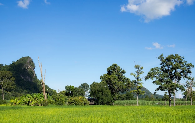 Paisaje de arroz de árbol con fondo de cielo azul y nubes