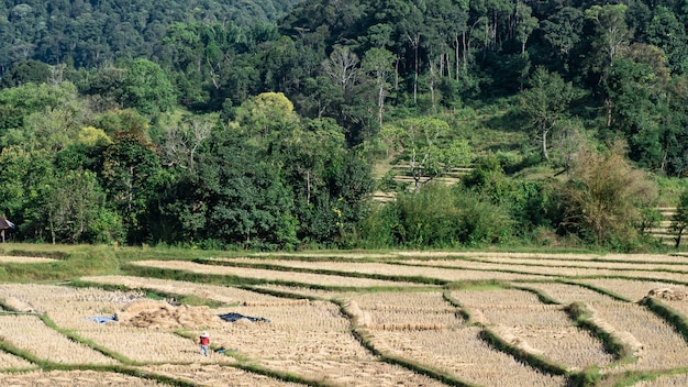 Paisaje de arroz de campo, Mae Hong Son, norte de Tailandia