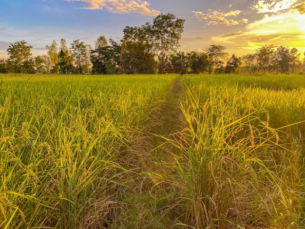 Paisaje de arroz con puesta de sol