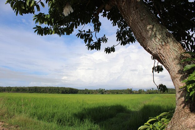 Foto paisaje de arrozales con árboles