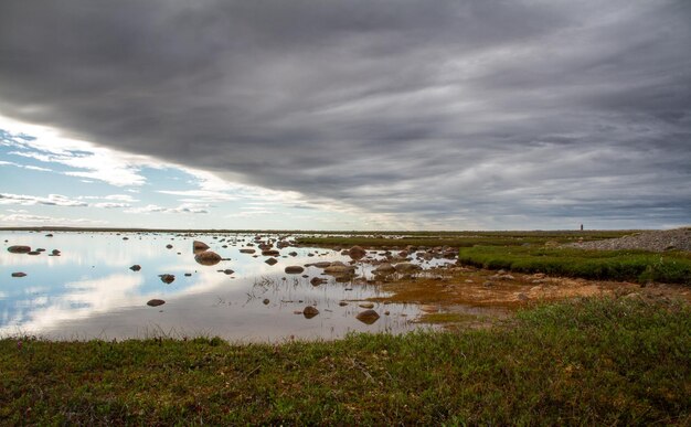 Paisaje ártico con árboles de sauce verdes en primer plano y un estanque poco profundo cerca de Arviat Nunavut