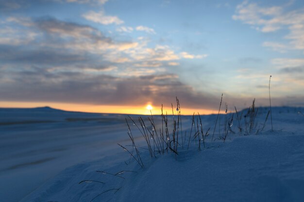 Paisaje ártico en invierno. Hierba con hielo y nieve en la tundra. Puesta de sol.