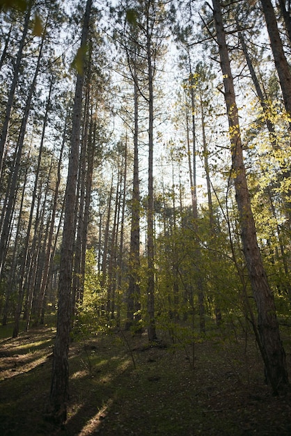 Paisaje de la atmósfera del bosque otoñal.