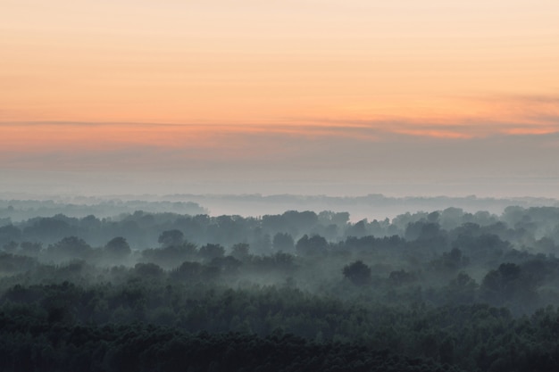 Paisaje atmosférico con bosque en niebla al amanecer.