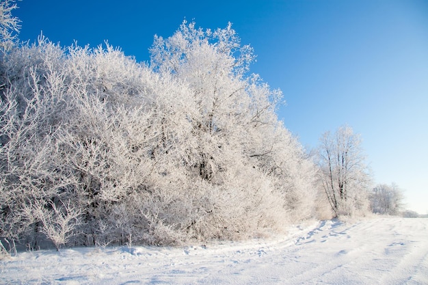 Paisaje atmosférico de invierno con plantas secas cubiertas de escarcha durante las nevadas Fondo de Navidad de invierno