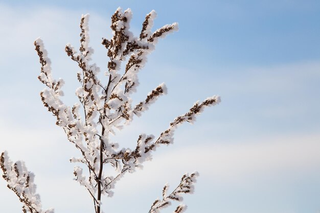 Paisaje atmosférico de invierno con plantas secas cubiertas de escarcha durante las nevadas Fondo de Navidad de invierno