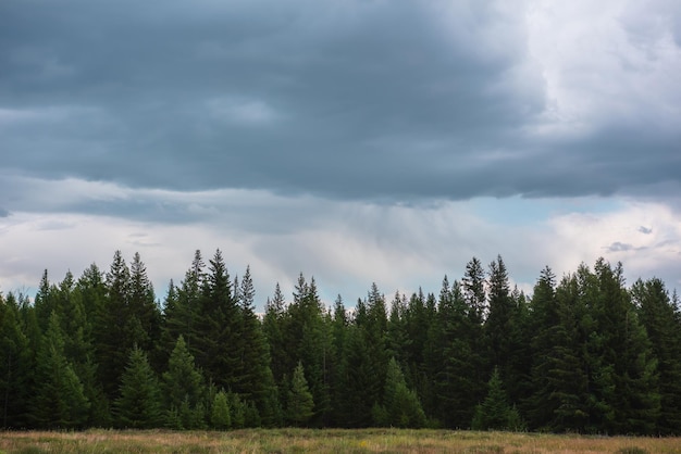 Paisaje atmosférico oscuro con bosque de coníferas malhumorado nublado Línea de bosque oscuro bajo un cielo nublado durante la lluvia Copas de árboles afilados bajo nubes lluviosas Pinos puntiagudos y piceas puntiagudas en un cielo sombrío