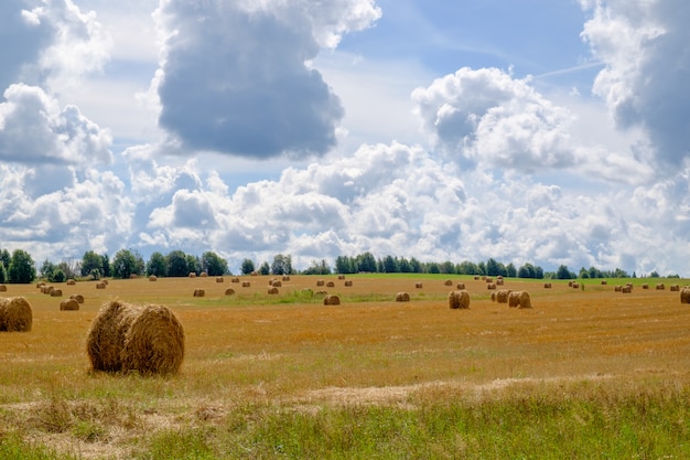 Paisaje con balas de paja en verano