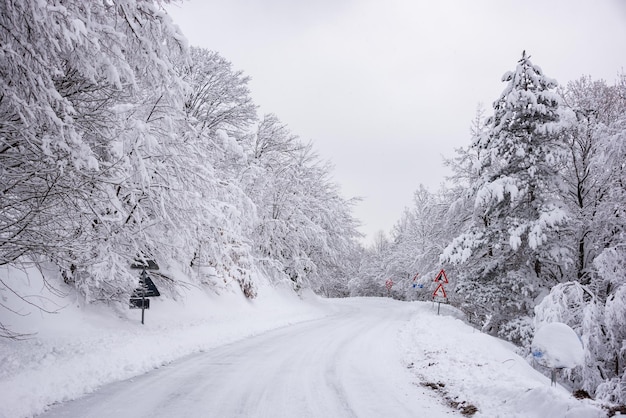 Paisaje blanco de invierno con árboles cubiertos de nieve