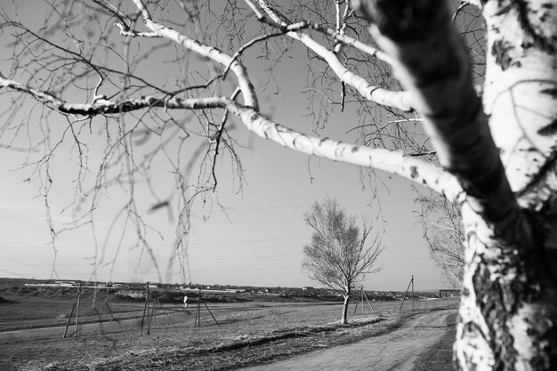 Paisaje blanco y negro del árbol de abedul cerca del camino rural