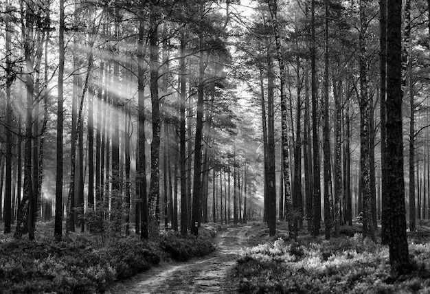 Paisaje en blanco y negro de un bosque