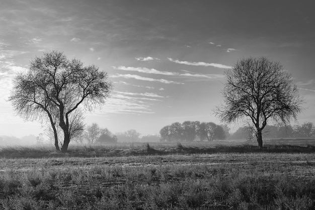 Foto paisaje en blanco y negro con neblina y dos árboles en el horizonte fotografía tomada en batres, españa