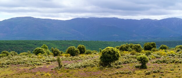 Paisaje de blanco