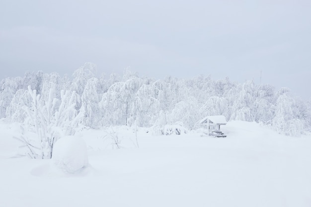 Paisaje boscoso blanco nevado con cenador cubierto de escarcha