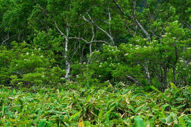 Paisaje boscoso del bosque costero monzónico de la isla de Kunashir con abedules curvos y matorrales de bambú