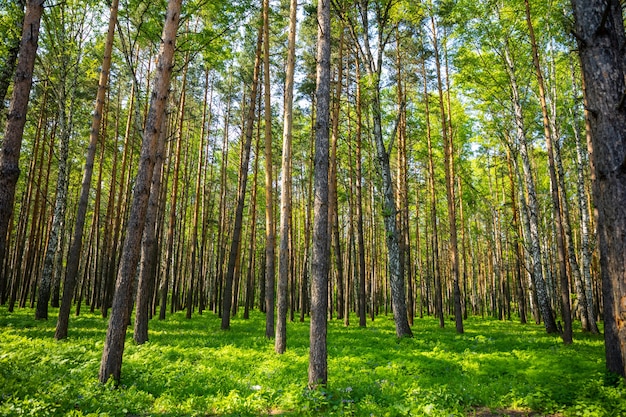 Paisaje de bosque de abetos de verano en Siberia en Rusia