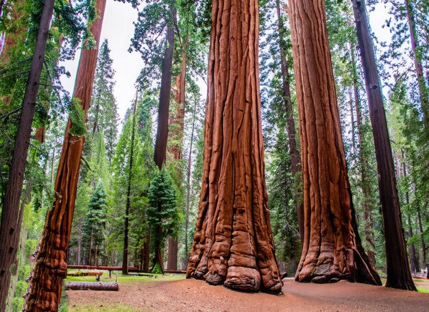 Foto un paisaje de bosque de árboles gigantes