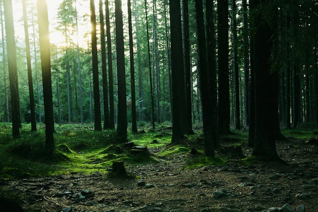 paisaje de bosque con árboles