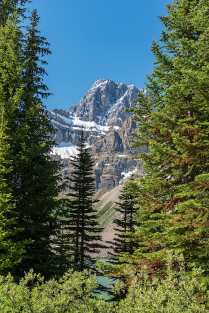 Paisaje de bosque de Canadá con gran montaña en el fondo