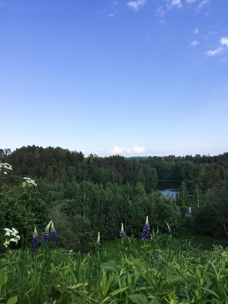 Paisaje con bosque de coníferas y lago.