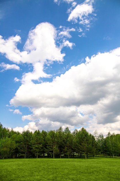 Paisaje de bosque de hierba verde y espacio de copia vertical de fondo de cielo nublado