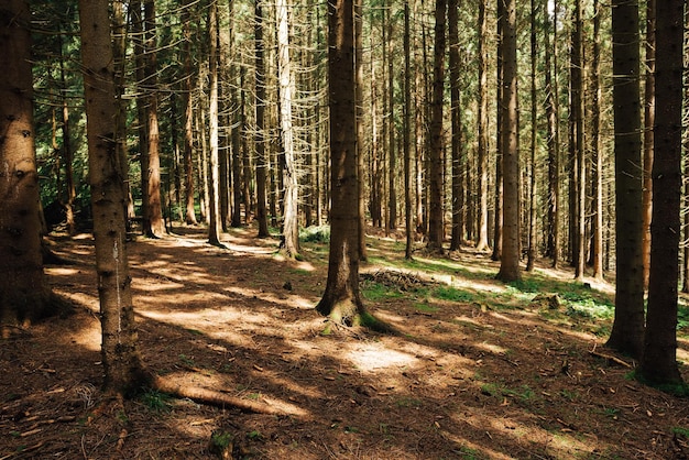 Paisaje en un bosque intacto de coníferas con tierra marrón y un rayo de sol tratando entre