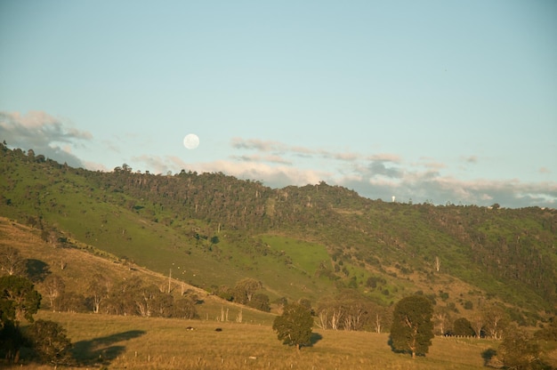 Paisaje del bosque interior en Australia