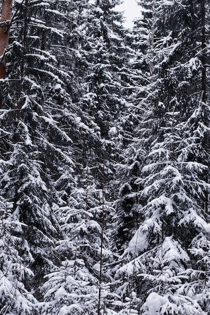 Paisaje de bosque de invierno. Árboles altos bajo la capa de nieve. Día helado de enero en el parque.