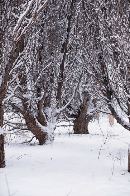 Paisaje de bosque de invierno. Árboles altos bajo la capa de nieve. Enero día helado en el parque.