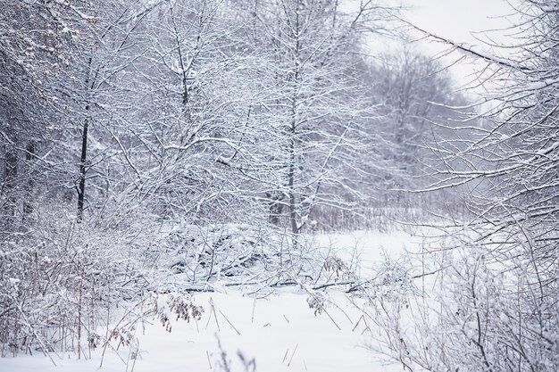 Paisaje de bosque de invierno. Árboles altos bajo la capa de nieve. Enero día helado en el parque.