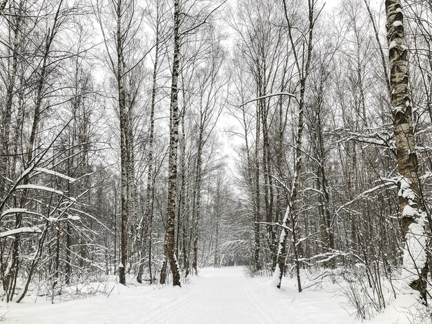 Paisaje de bosque de invierno con árboles cubiertos de nieve