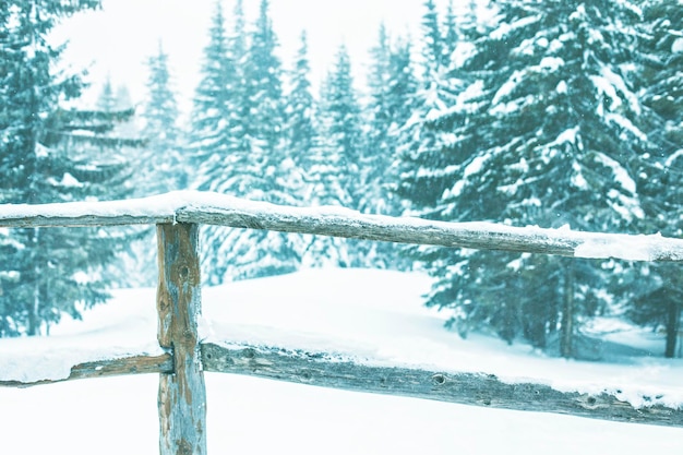 Paisaje de bosque de invierno cubierto de nieve. Abetos cubiertos de nieve