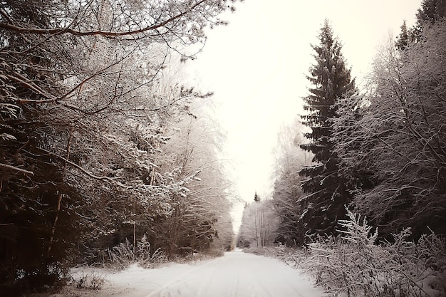 paisaje de bosque de invierno cubierto de nieve, diciembre navidad naturaleza fondo blanco