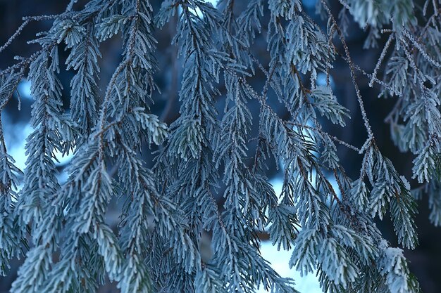 paisaje de bosque de invierno cubierto de nieve, diciembre navidad naturaleza fondo blanco