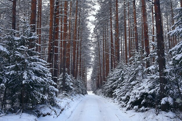 paisaje de bosque de invierno cubierto de nieve, diciembre navidad naturaleza fondo blanco