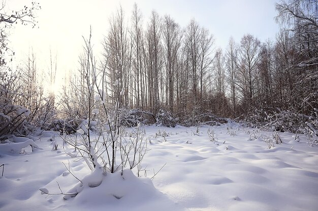 paisaje de bosque de invierno cubierto de nieve, diciembre navidad naturaleza fondo blanco